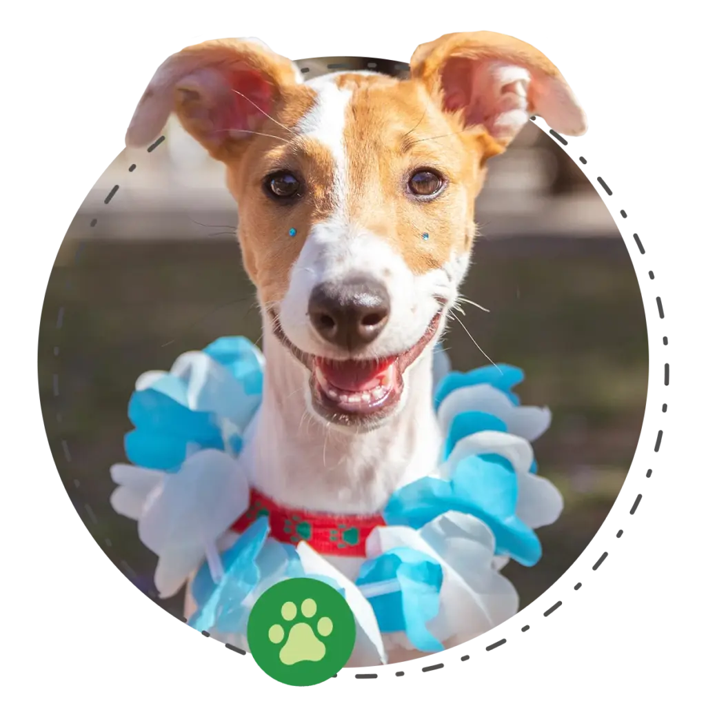 Happy Tails Puppy Profiles 4