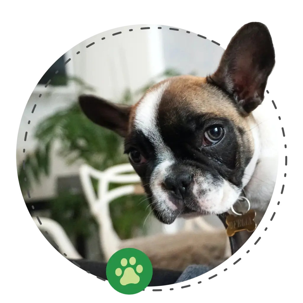 Happy Tails Puppy Profiles 5