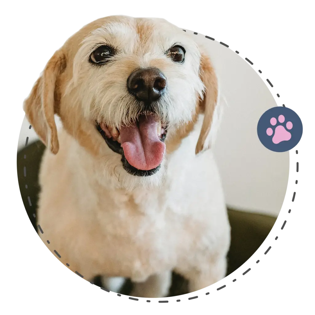 Happy Tails Puppy Profiles 6