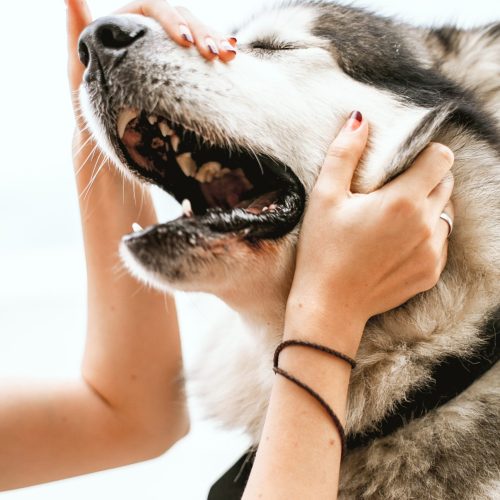 pexels-la-miko-3671300